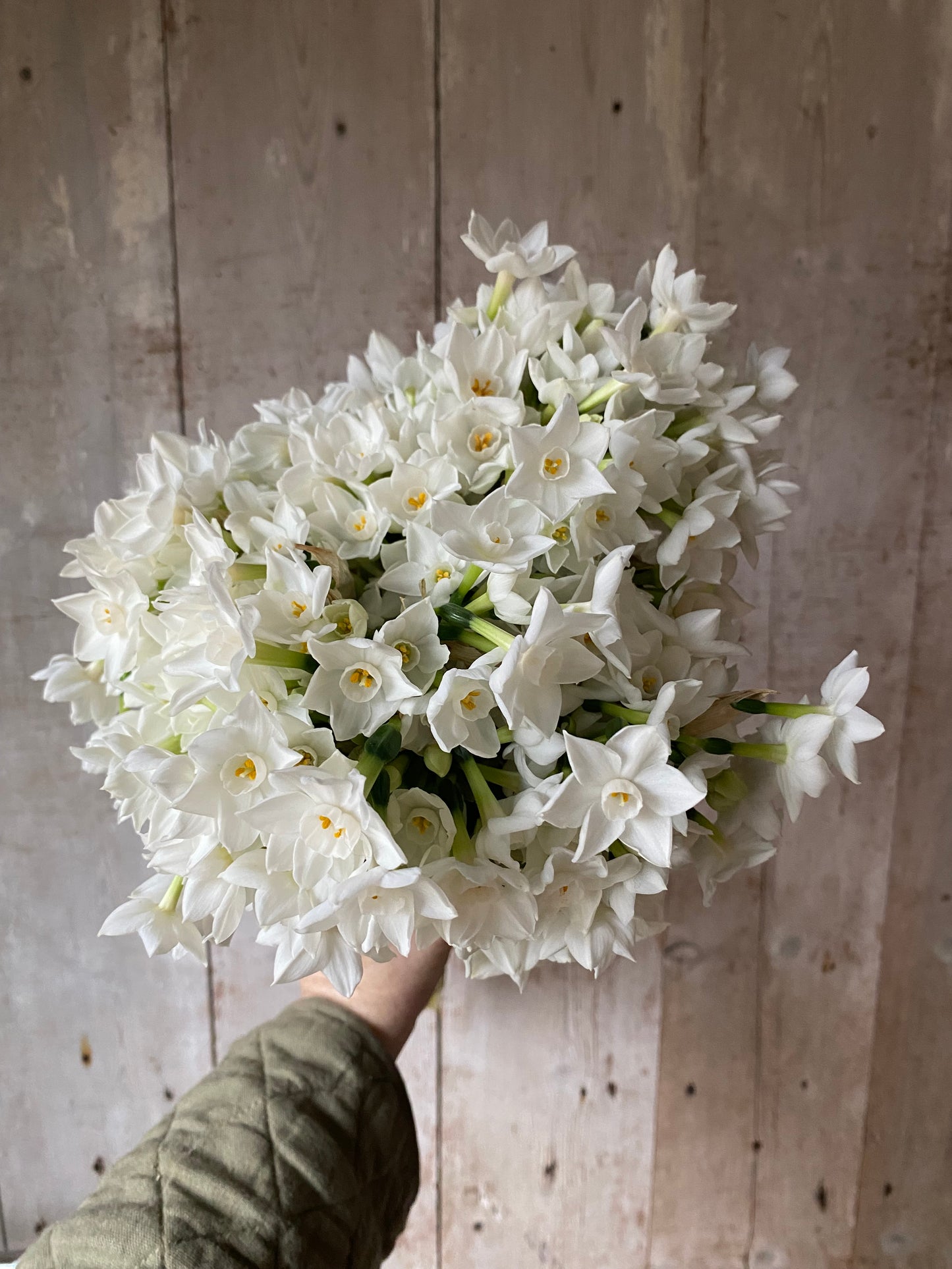 Bunch Of Narcissus - Twenty Stems