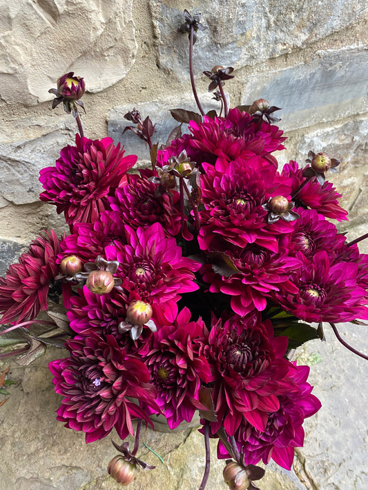 Bunch Of Pretty Dahlias - Ten Stems