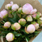 Bunch Of Blush Peonies - Ten Stems