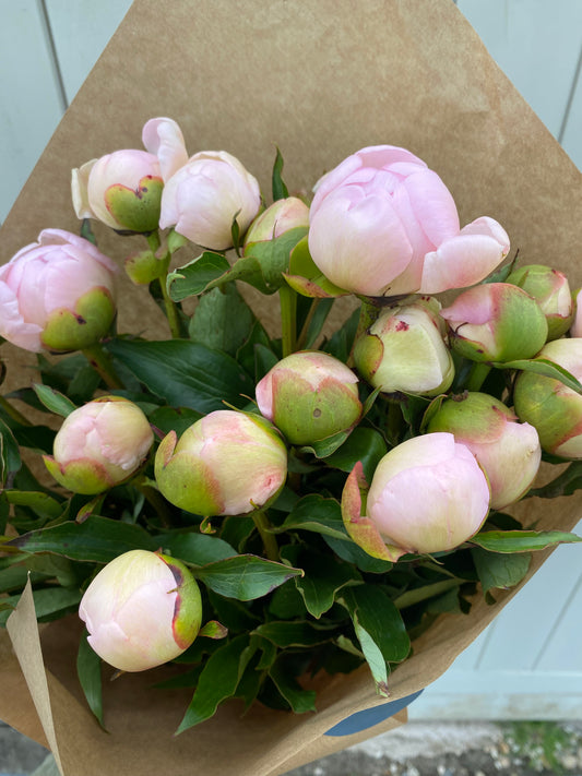 Bunch Of Blush Peonies - Ten Stems