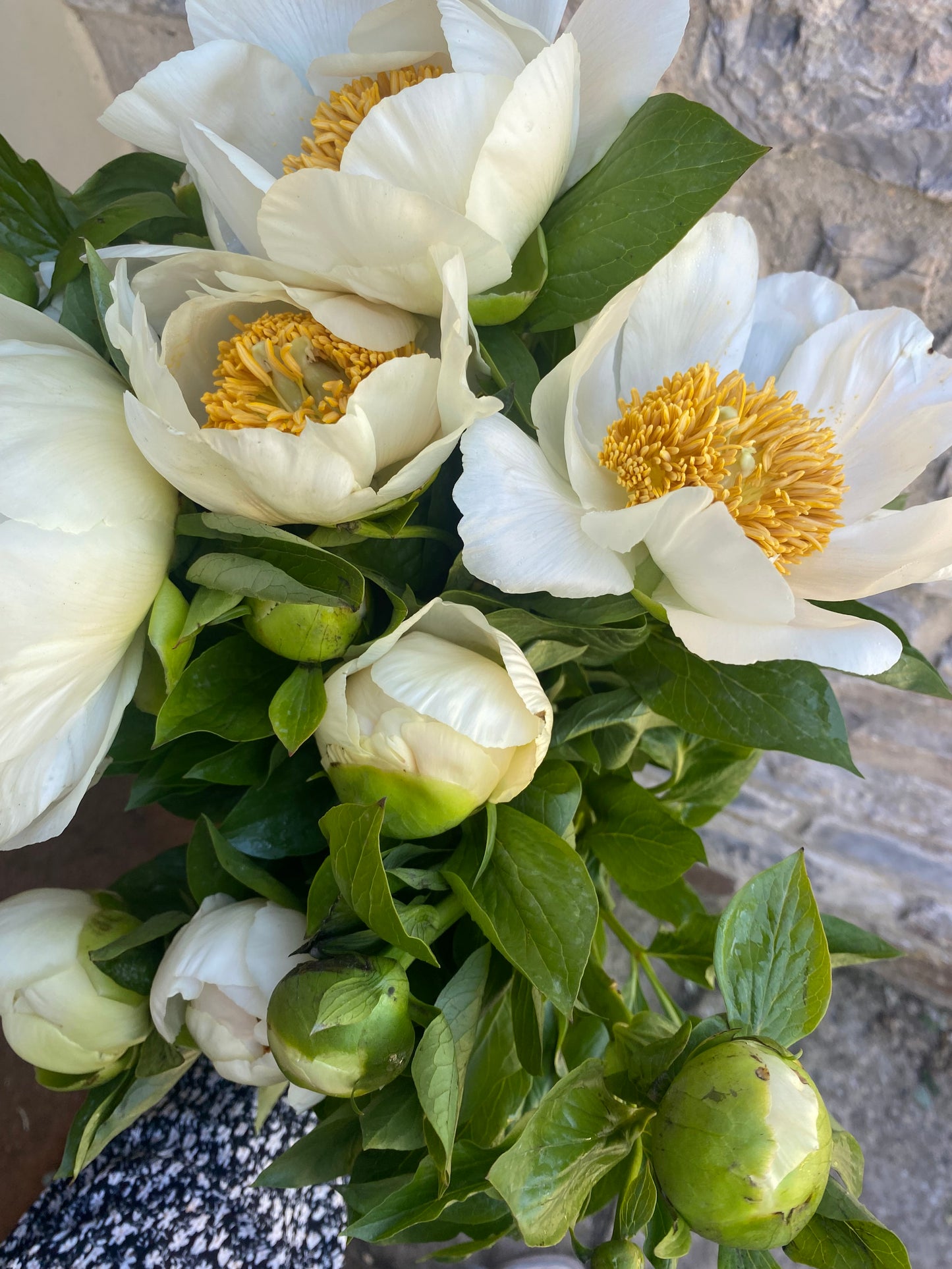 Bunch Of Cream Peonies - Twenty Stems