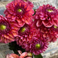 Bunch Of Mixed Coloured Dahlias - Ten Stems