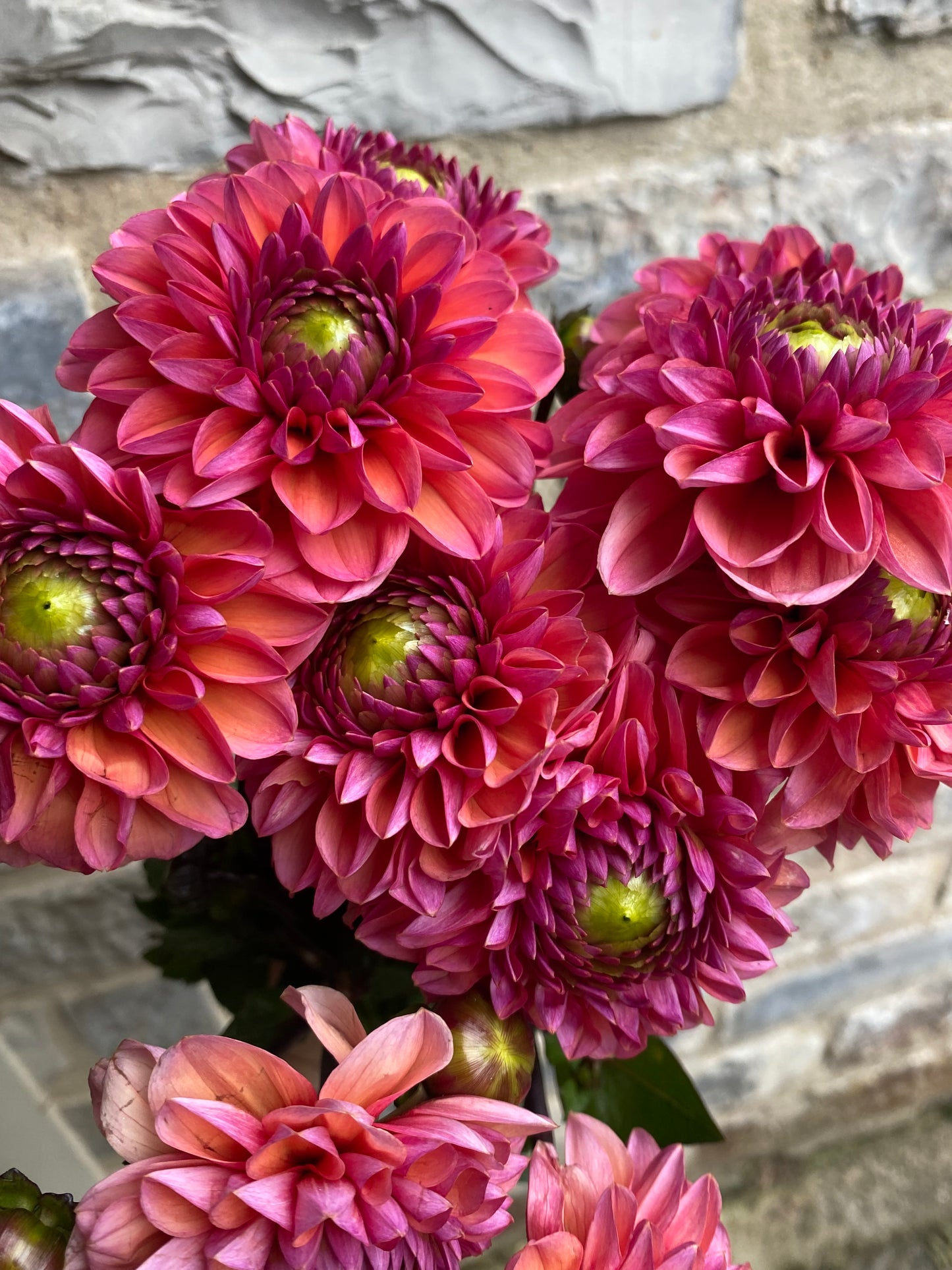 Bunch Of Mixed Coloured Dahlias - Ten Stems