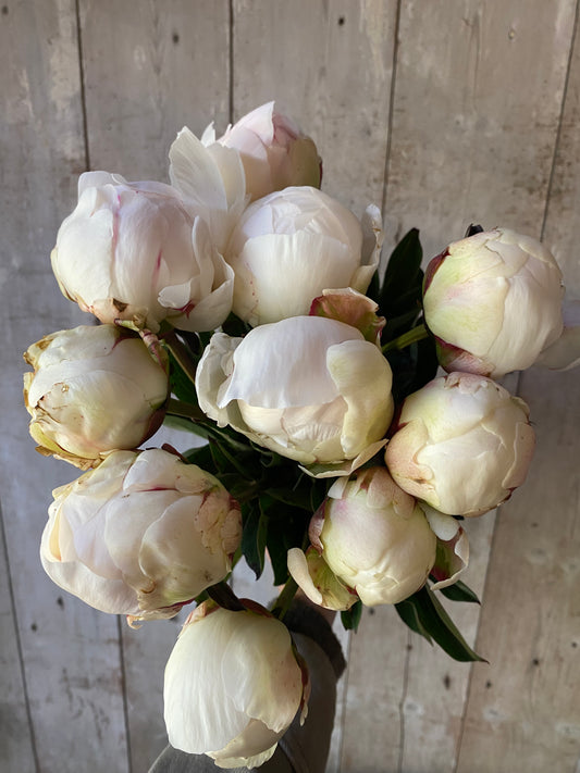 Bunch Of Off White Peonies - Fifteen Stems