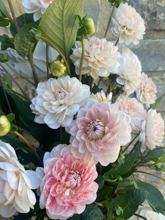 Bunch Of Mixed Coloured Dahlias - Ten Stems