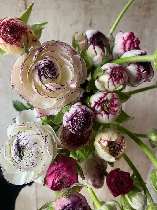 Bunch Of Striped Ranunculus