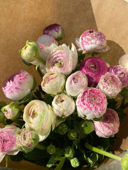 Bunch Of Ranunculus - Twenty Stems