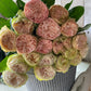Bunch Of Mixed Garden Roses - Ten Stems