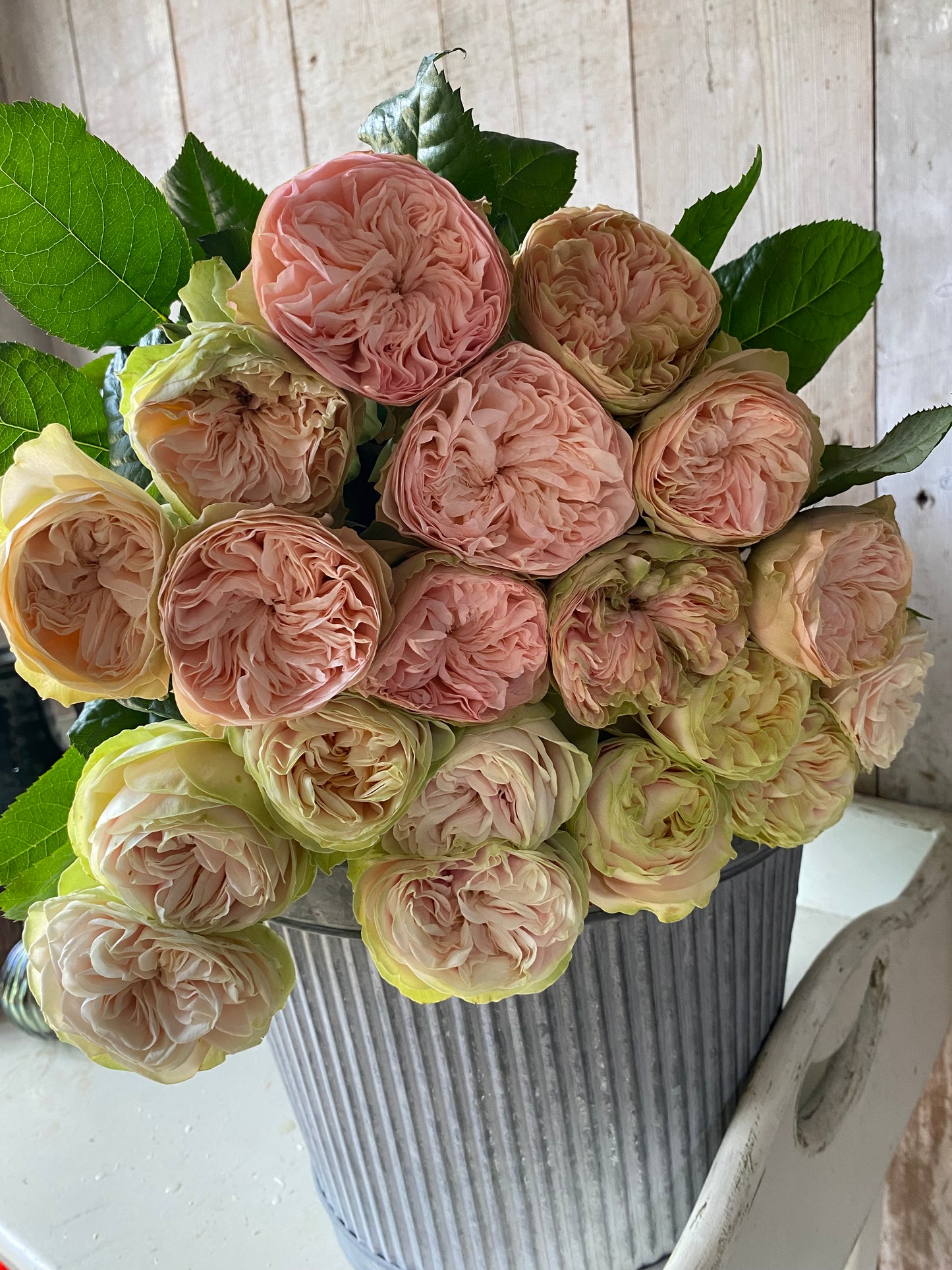 Bunch Of Mixed Garden Roses - Ten Stems