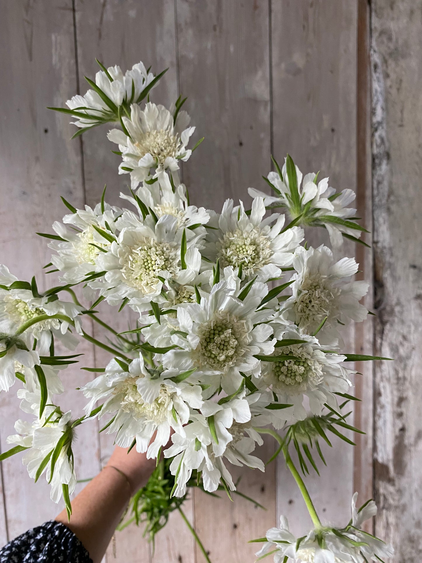 Bunch Of White Scabious - Ten Stems