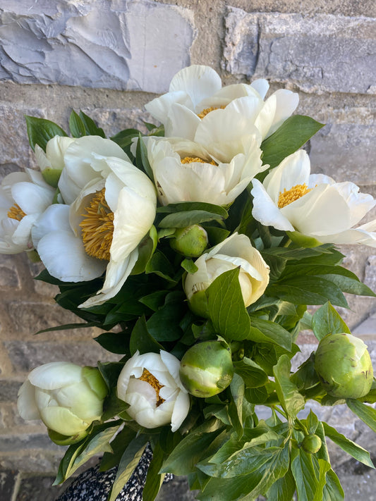 Bunch Of White Peonies - Fifteen Stems