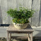 Antiqued White Stone Frill Rim Planter - Large