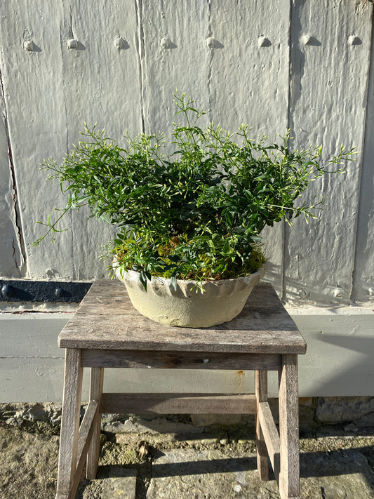 Antiqued White Stone Frill Rim Planter - Large