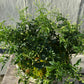 Antiqued White Stone Frill Rim Planter - Large