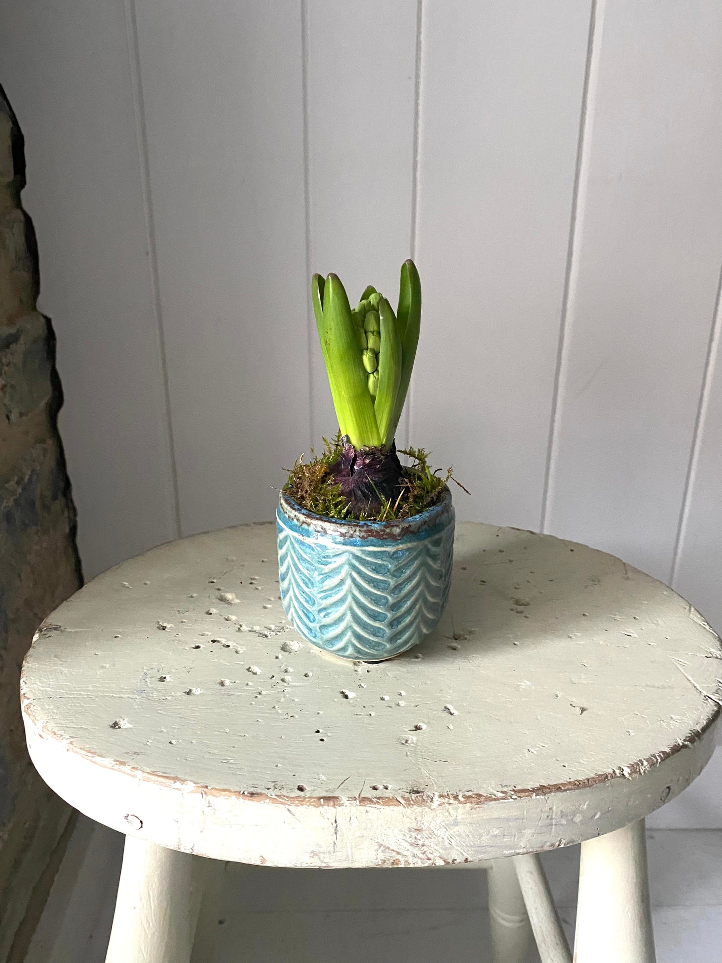 Antique feel celadon ceramic pot planted with a Hyacinth bulb